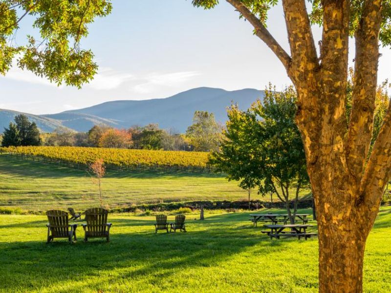 wp-content/uploads/2025/02/vineyard-shenandoah-valley-orig1.jpg