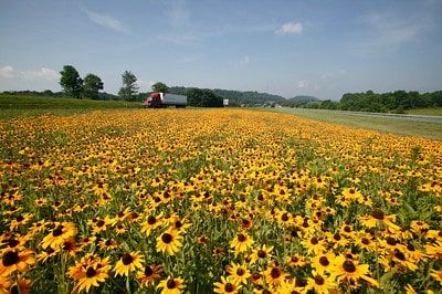 Shenandoah Wildflowers: Seasonal Blooms, Top Trails, and Scenic Spots Featured Image
